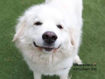Mixed Breed Dogs Available for Adoption in Nashville, Tennessee - Lapras | PetCurious