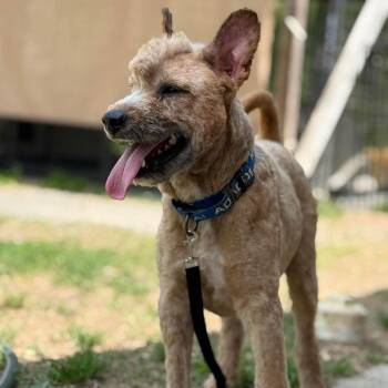 Chow Chow and Mixed Breed Dogs Available for Adoption in Jacksboro, Tennessee - Versace | PetCurious