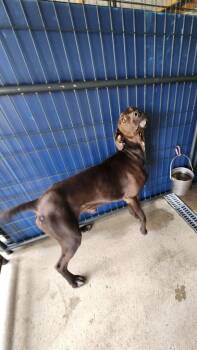 Geeno -  Great Dane and Labrador Retriever Dog for Adoption in Fayetteville, Tennessee - Geeno | PetCurious