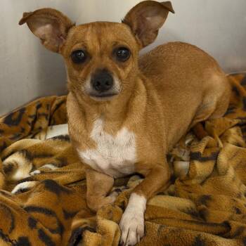 06/29/2026-Stray-ConnerRoad-2 -  Mixed Breed and Chihuahua Dog for Adoption in Columbus, Georgia - 06/29/2026-Stray-ConnerRoad-2 | PetCurious