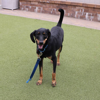 Rescue Mixed Breed Dogs for Adoption in Port Washington, New York - Dallas | PetCurious