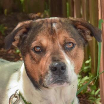 Winston -  Collie and Cattle Dog Dog for Adoption in Huntley, Illinois - Winston | PetCurious