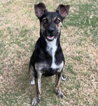 Randy -  Terrier Dog for Adoption in Bloomfield, Connecticut - Randy | PetCurious