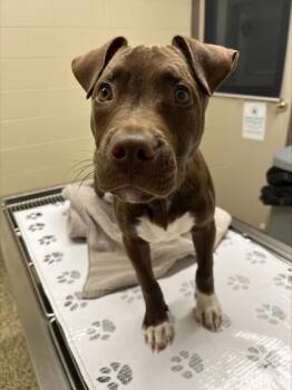 Mikey -  Pit Bull Terrier and Mixed Breed Dog for Adoption in Westland, Michigan - Mikey | PetCurious