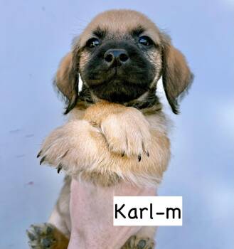 Terrier and Cockapoo Dogs Available for Adoption - Karl | PetCurious