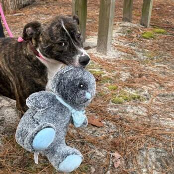 Indy -  Mixed Breed Dog for Adoption in Aberdeen, North Carolina - Indy | PetCurious