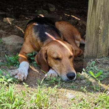Whoofie -  Redbone Coonhound and Retriever Dog for Adoption in Lynchburg, Virginia - Whoofie | PetCurious
