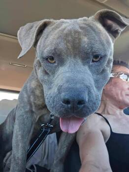 Rescue Pit Bull Terrier Dogs for Adoption in Muskego, Wisconsin - Ruxpen | PetCurious