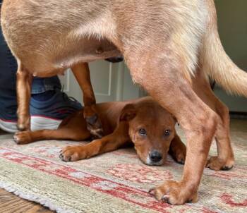 Pit Bull Terrier Dogs Available for Adoption in Princeton, Massachusetts - Toffee | PetCurious
