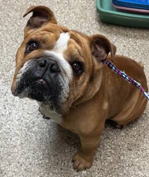 English Bulldog Dogs Available for Adoption in Great Bend, Kansas - Winston | PetCurious