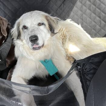 Great Pyrenees Dogs Available for Adoption in East Haddam, Connecticut - Freya | PetCurious