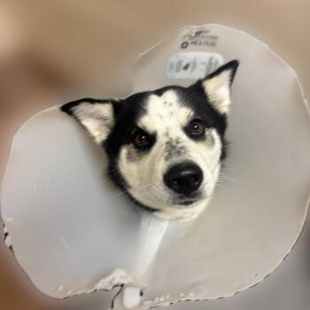 Kai -  Husky Dog for Adoption in Reno, Nevada - Kai | PetCurious