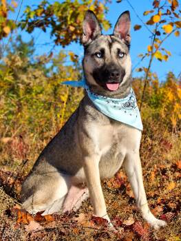 Topanga -  Mixed Breed Dog for Adoption in Cheboygan, Michigan - Topanga | PetCurious