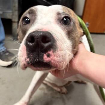 Sharky -  Pit Bull Terrier Dog for Adoption in Yuma, Arizona - Sharky | PetCurious