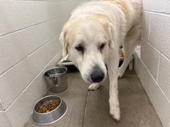 Bud -  Great Pyrenees Dog for Adoption in Gillette, Wyoming - Bud | PetCurious
