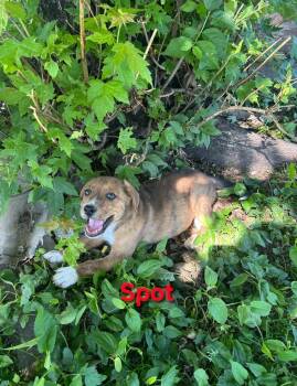 Beagle and Shepherd Dogs Available for Adoption in Crocker, Missouri - Spot | PetCurious