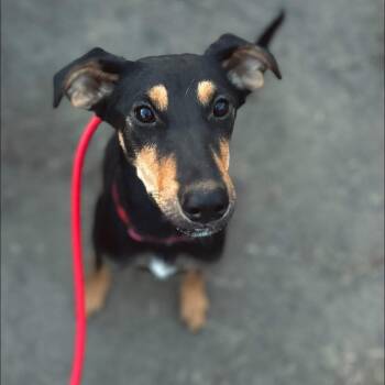 Rescue Doberman Pinscher Dogs for Adoption in Oroville, Washington - Maeve | PetCurious