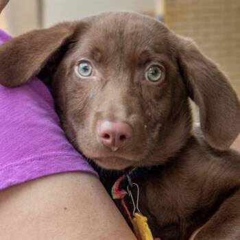 WIKA -  Labrador Retriever and Mixed Breed Dog for Adoption in St. Louis, Missouri - WIKA | PetCurious