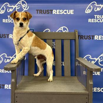 TEMPLETON -  Terrier Dog for Adoption in Waterford, New Jersey - TEMPLETON | PetCurious