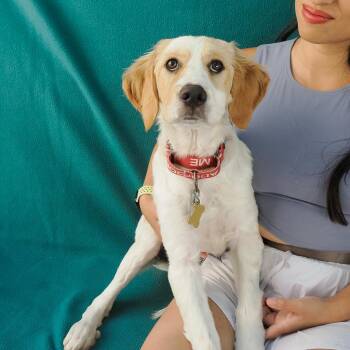 BRITTANY -  Brittany Spaniel and Mixed Breed Dog for Adoption in Richmond, California - BRITTANY | PetCurious