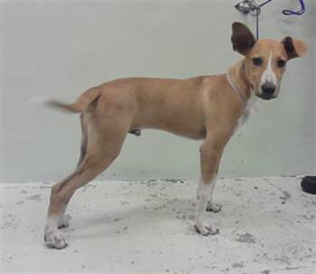 Rescue German Shepherd Dog and Mixed Breed Dogs for Adoption in Houston, Texas - A2042361 | PetCurious