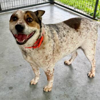 Luke (MY26-20) -  Cattle Dog and Mixed Breed Dog for Adoption in Peyton, Colorado - Luke (MY26-20) | PetCurious