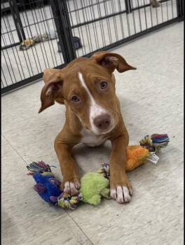 Hazel -  Staffordshire Bull Terrier and Hound Dog for Adoption in Plumerville, Arkansas - Hazel | PetCurious