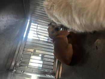 Chihuahua Dogs Available for Adoption - CHESTER | PetCurious