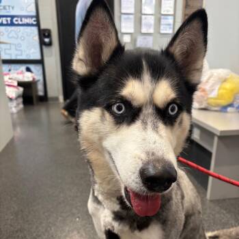 Chad -  Mixed Breed Dog for Adoption in Allentown, Pennsylvania - Chad | PetCurious