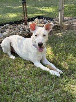 Nellie Lonestar -  Carolina Dog and Shepherd Dog for Adoption in Rockaway, New Jersey - Nellie Lonestar | PetCurious