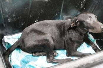 Pennywise -  Labrador Retriever and Mixed Breed Dog for Adoption in Picayune, Mississippi - Pennywise | PetCurious
