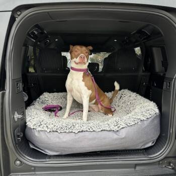 Kimber -  Pit Bull Terrier Dog for Adoption in Dallas, Texas - Kimber | PetCurious