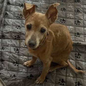 Pocket -  Chihuahua and Terrier Dog for Adoption in Springfield, Missouri - Pocket | PetCurious