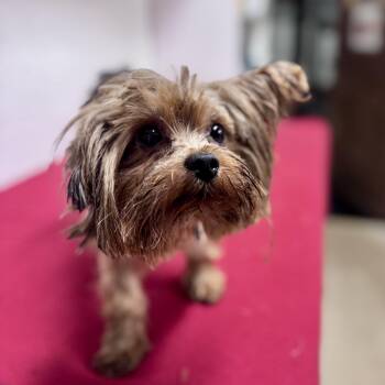 Juneau - Foster Home Needed -  Yorkshire Terrier Dog for Adoption in Hartland, Wisconsin - Juneau - Foster Home Needed | PetCurious
