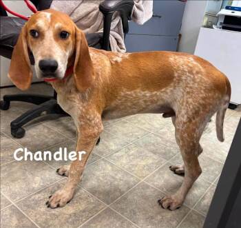 Chandler - At shelter available 7/17 -  Hound Dog for Adoption in Rustburg, Virginia - Chandler - At Shelter Available 7/17 | PetCurious