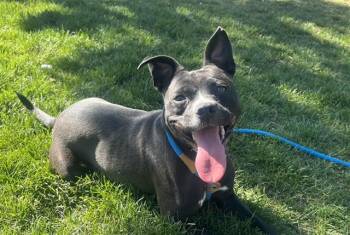 PINEAPPLE -  Pit Bull Terrier and Mixed Breed Dog for Adoption in San Jose, California - PINEAPPLE | PetCurious
