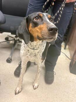 Hound Dogs Available for Adoption - Ella Mae | PetCurious