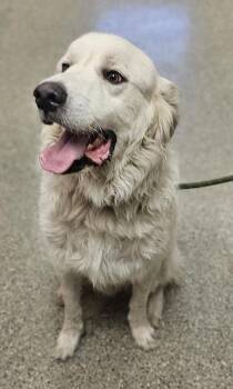 Sasuke -  Great Pyrenees and Mixed Breed Dog for Adoption in Kansas City, Missouri - Sasuke | PetCurious