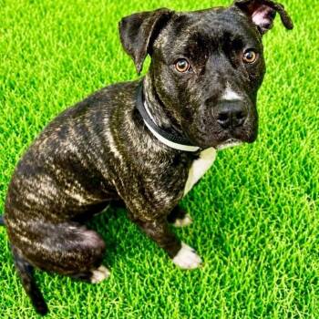 Liam -  Terrier Dog for Adoption in Battle Creek, Michigan - Liam | PetCurious