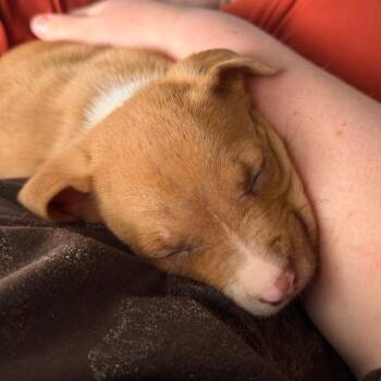 Mixed Breed Dogs Available for Adoption in Chattanooga, Tennessee - Kit-Kat | PetCurious