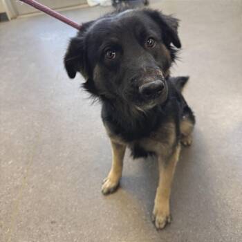 Mixed Breed Dogs Available for Adoption in Las Cruces, New Mexico - Apollo | PetCurious