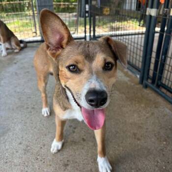 Elmo -  Mixed Breed Dog for Adoption in Lake Jackson, Texas - Elmo | PetCurious