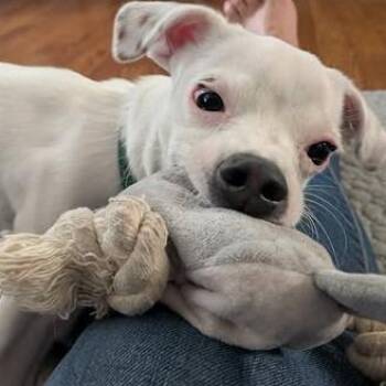 Keely -  Jack Russell Terrier and Dachshund Dog for Adoption in Dayton, Ohio - Keely | PetCurious