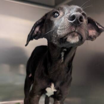 Rescue Black Labrador Retriever and Mixed Breed Dogs for Adoption in Jefferson City, Tennessee - Nox | PetCurious