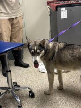 Elsa -  Husky and Shepherd Dog for Adoption in Conway, Arkansas - Elsa | PetCurious