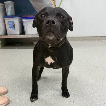 Terrier Dogs Available for Adoption in Indianapolis, Indiana - Gabagool | PetCurious