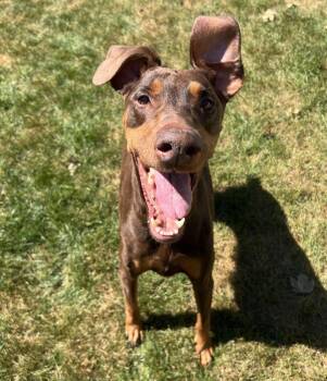 Kiara -  Doberman Pinscher Dog for Adoption in Barrington, Illinois - Kiara | PetCurious