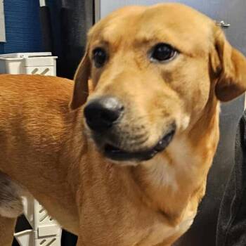 Labrador Retriever and Mixed Breed Dogs Available for Adoption - Russ | PetCurious