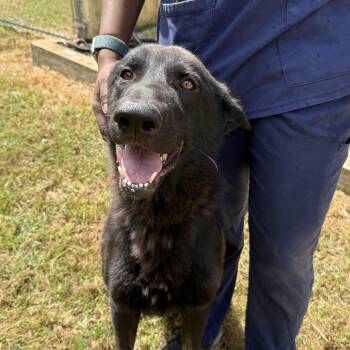 Rescue Shepherd Dogs for Adoption in Columbia, South Carolina - Jasper | PetCurious