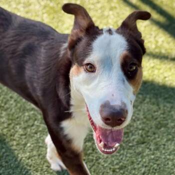 Cattle Dog and Mixed Breed Dogs Available for Adoption in Nampa, Idaho - Austin | PetCurious